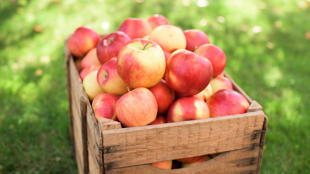 25 Kilo pro Jahr: Damit ist der Apfel das beliebteste Obst der Deutschen.