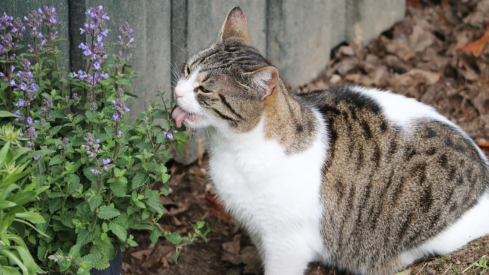 Katze frisst Katzenminze im Garten