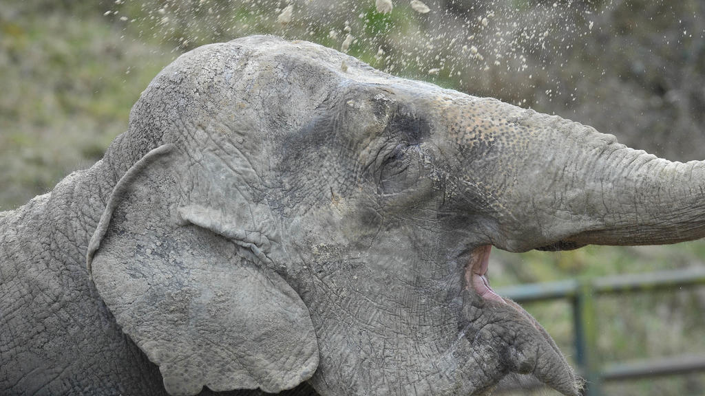 Ganz allein lebt Anne im Longleat Safari Park in Großbritannien