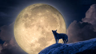 Silhouette of dog stand against moonlight on rock. Halloween concept Wolfsmond Vollmond