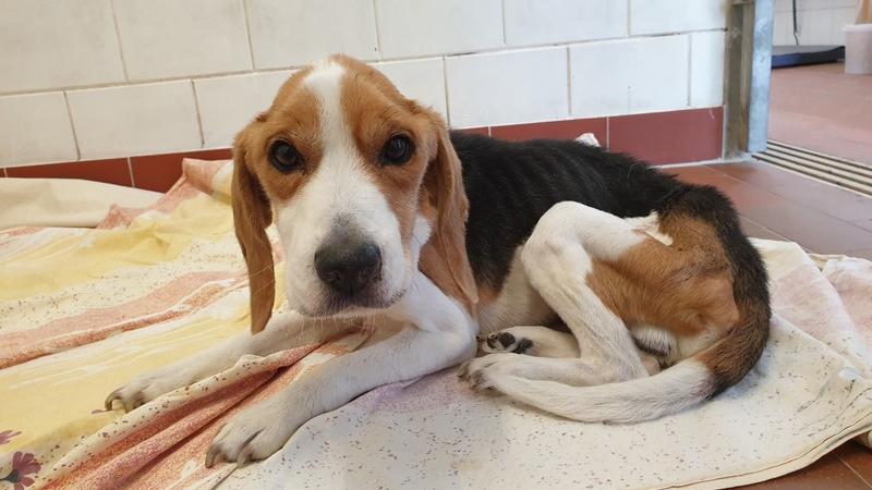 Hund Gerettet Deswegen Ware Beagle Charlie Wegen Corona Um Ein Haar Verhungert