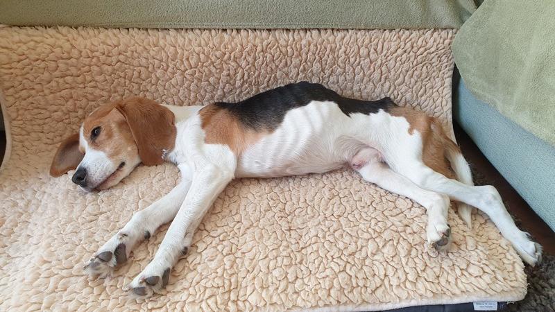 Hund Gerettet Deswegen Ware Beagle Charlie Wegen Corona Um Ein Haar Verhungert