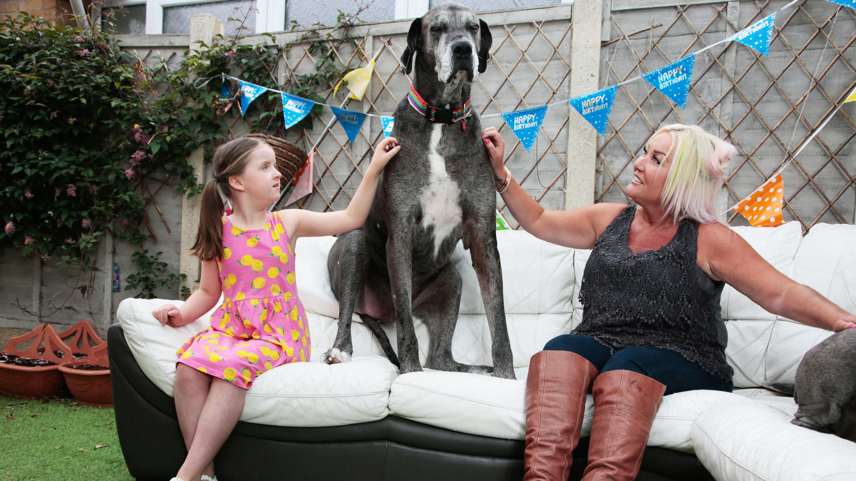 Grosster Hund Der Welt Ist Tot Guinness Weltrekordhalter Freddy Wurde Nur 8 Jahre Alt