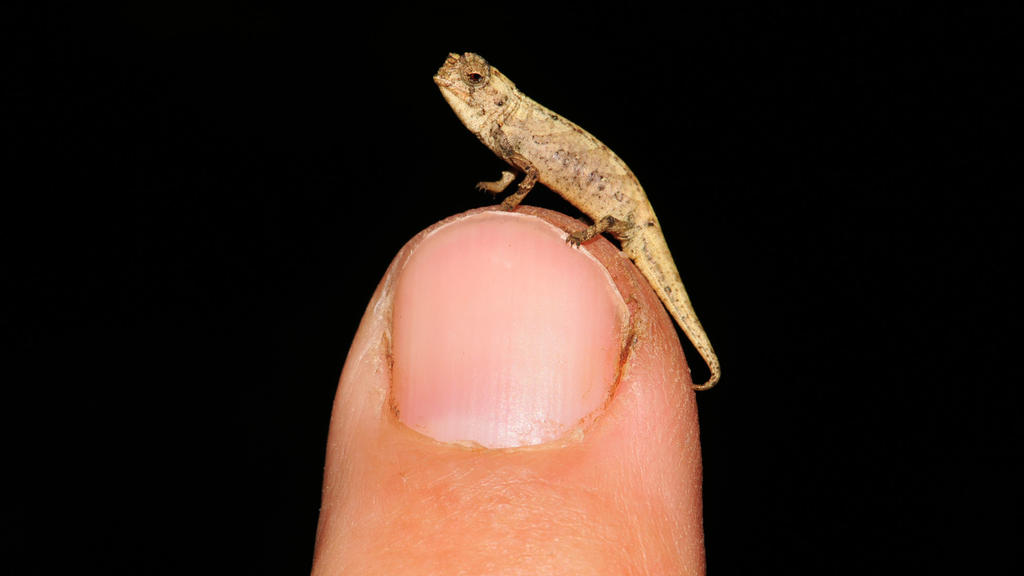 dpatopbilder - HANDOUT - 28.01.2021, ---, --: Ein winziges, männliches Chamäleon sitzt auf einem Finger (undatierte Aufnahme). Ein internationales Forscherteam hat auf Madagaskar diese neue winzig kleine Chamäleonart entdeckt. Die neue Art trägt den