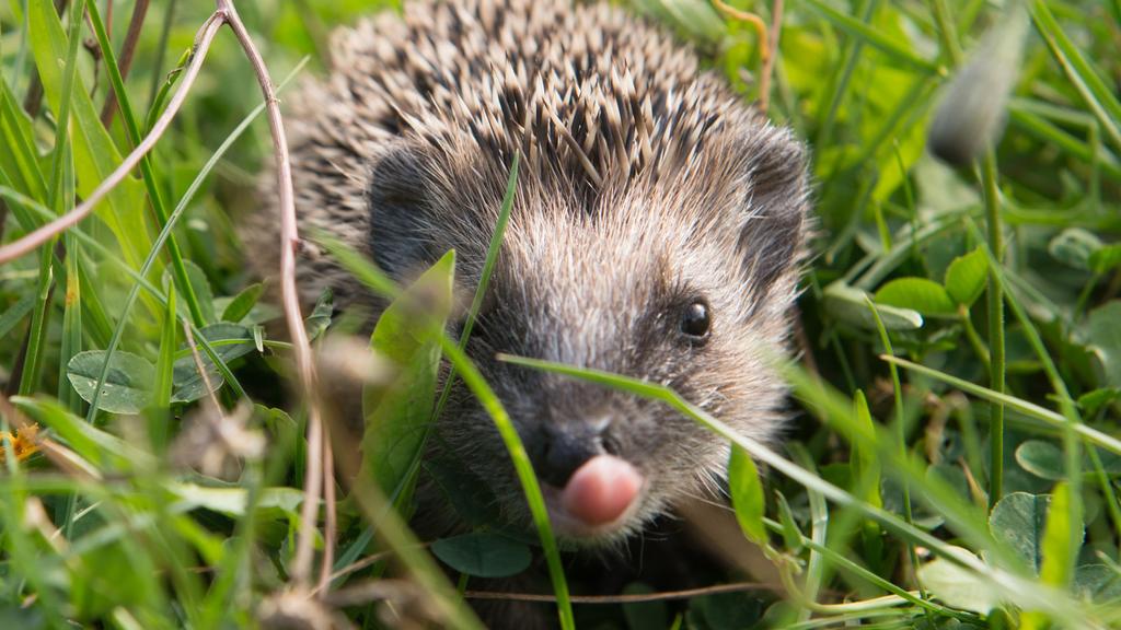 Igel ertrinken im Hochwasser, wenn sie noch im Winterschlaf sind.