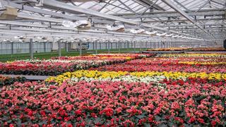 Blumen im Gewächshaus