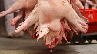ARCHIV - 28.09.2020, Sachsen, Belgern-Schildau: Schweinehälften hängen in einem Schlachtbetrieb. (Zu dpa "Grüne warnen vor Aufweichen des Gesetzes für Fleischindustrie") Foto: Jan Woitas/dpa-Zentralbild/dpa +++ dpa-Bildfunk +++