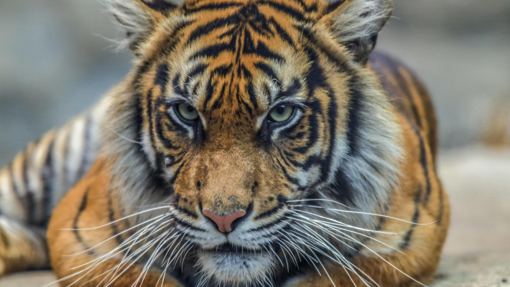 тигр индии