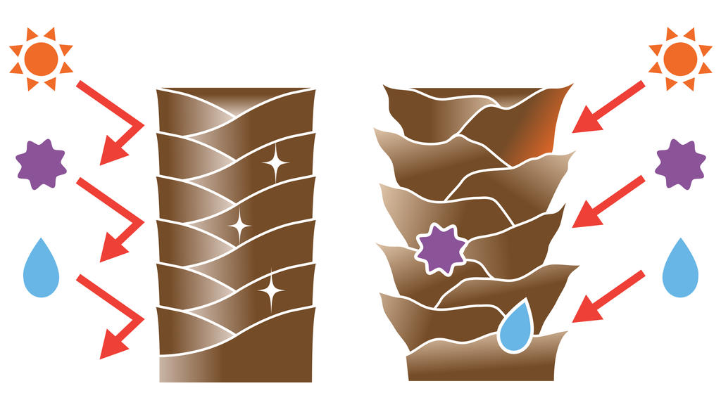 Gesundes, glattes Haar vs. brüchiges Haar, dessen Schuppenschicht geöffnet ist.