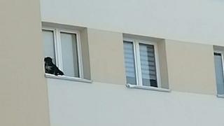Im neunten Stock: Mann setzt Hund auf schmalem Fensterbrett aus