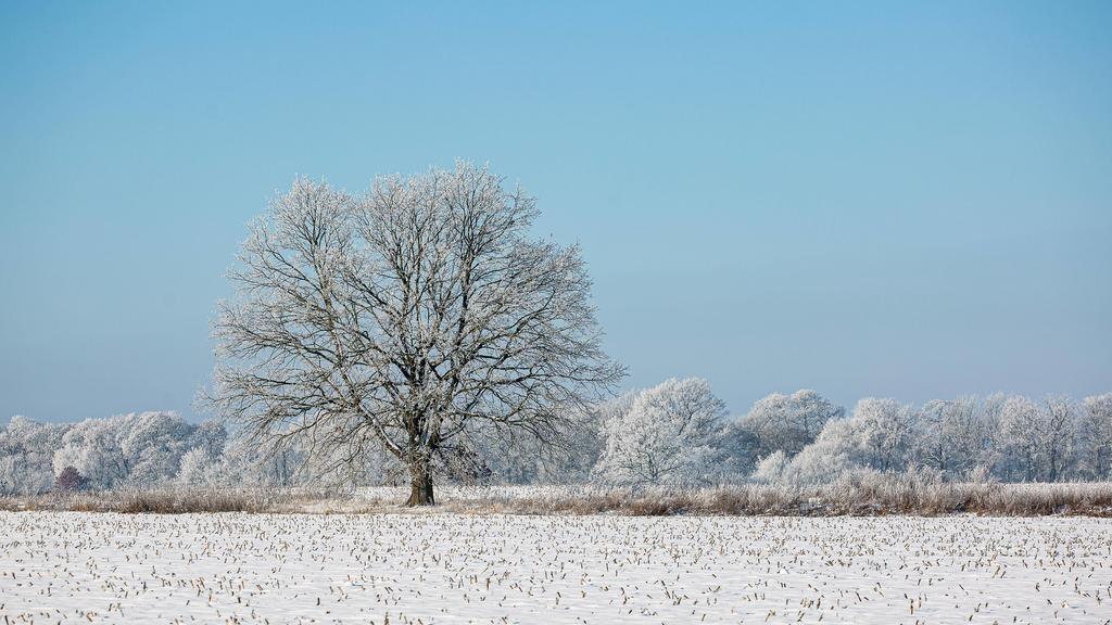 Eingeschneite und gefrorene Gräser, Blätter und Bäume auf einem Feld bei Stahnsdorf in Brandenburg. Winter in Brandenburg *** Snowed and frozen grasses, leaves and trees on a field near Stahnsdorf in Brandenburg winter in Brandenb
