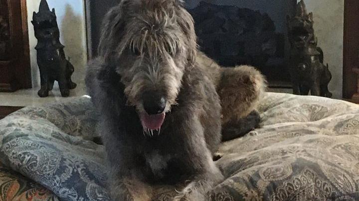 Hund Fergus ging bei einem Unfall verloren.