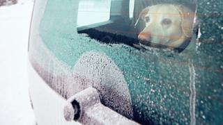 Wie schnell kühlt der Hund im Auto aus?