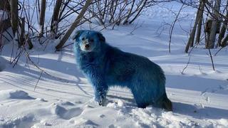 Blaue Hunde in Russland
