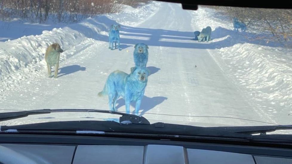 Unglaubliche Bilder Blaue Strassenhunde In Russland Entdeckt Steckt Diese Fabrik Dahinter