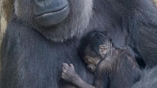 Baby-Gorilla im Berliner Zoo