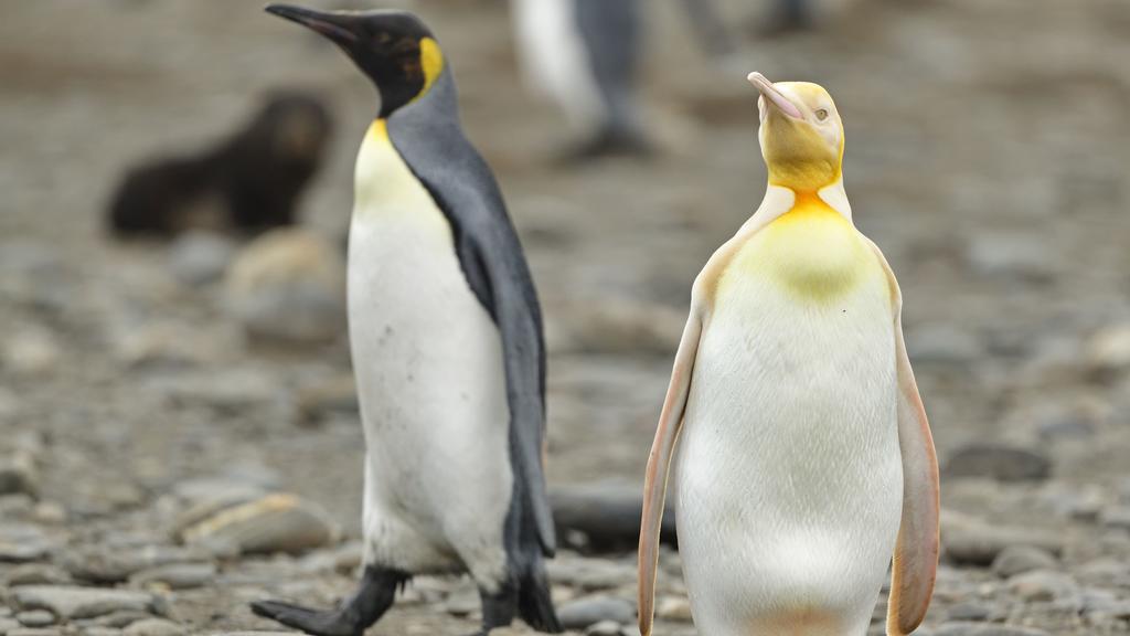 Gelber Pinguin und Schwarzer Pinguin