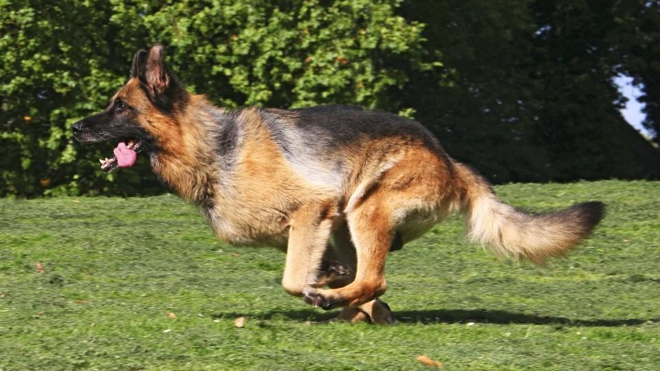 Deutscher Schaeferhund (Canis lupus f. familiaris), ueber eine Wiese laufend, Deutschland | German Shepherd Dog (Canis lupus f. familiaris), running through a meadow, Germany | Verwendung weltweit