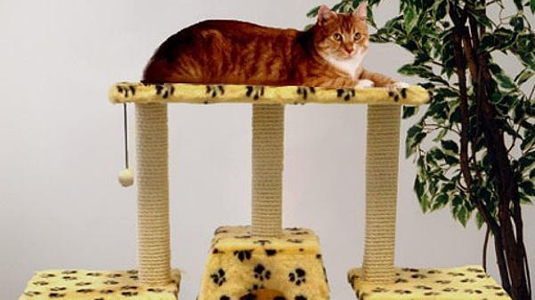 Katze auf Kratzbaum