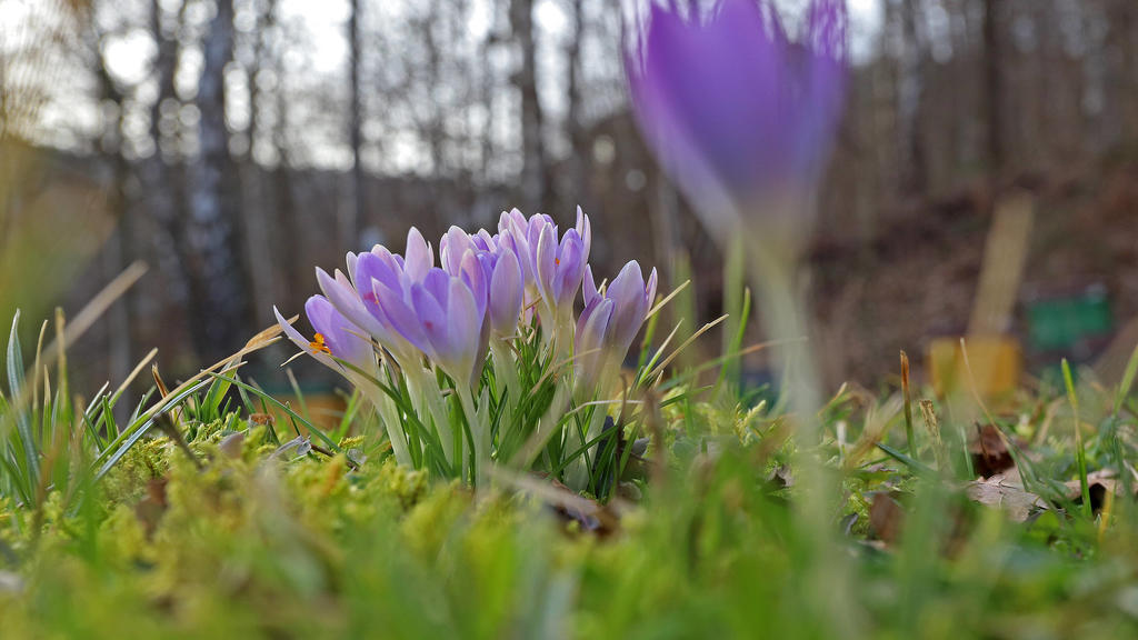 Vorfruehling im Siegerland, die naechsten Tage soll es auch weiterhin Fruehlingshaft bleiben mit angenehmen Temperaturen, Krokusse bluehen im Ortsteil Siegen-Dreisbach Winter im Siegerland am 20.02.2021 in Siegen/Deutschland. *** Early spring in the