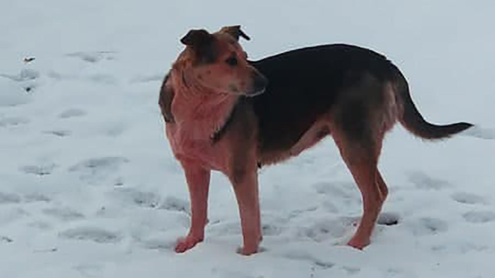Pinke Hund in Russland