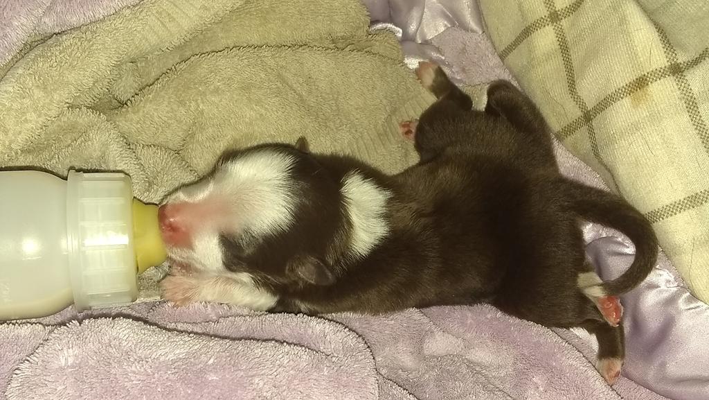 Hundewelpe Skipper kam mit sechs Beinen zur Welt.