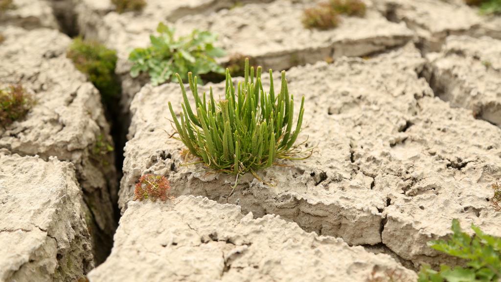 Trockenheit 13.05.2020 , Straussfurt, trockener Boden im leeren Rückhaltebecken, Pflanzen wachsen dort, wo normalerweise Wasser ist, tiefe Risse ziehen sich durch den Boden, das Gras steht in voller Blüte *** Drought 13 05 2020 , Straussfurt, dry so