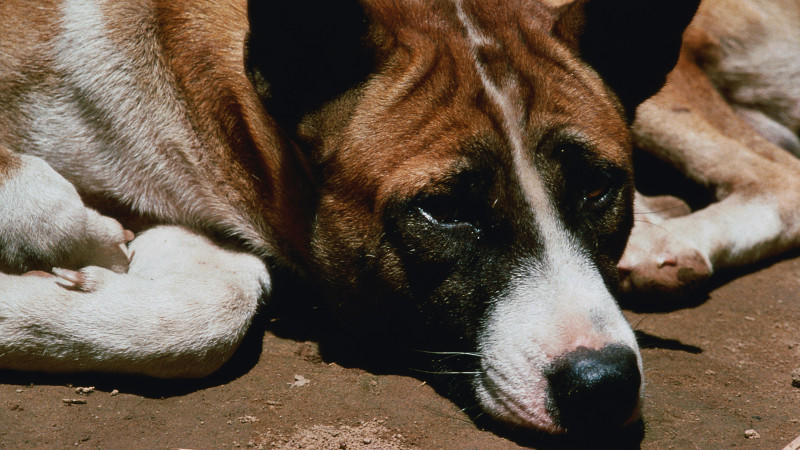 Die Hunde entsprechen vom Typ her Basenji Hunden. Ihr Markenzeichen ist die faltige Stirn