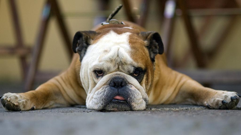 Die englische Bulldogge kann schnell aggressiv werden.