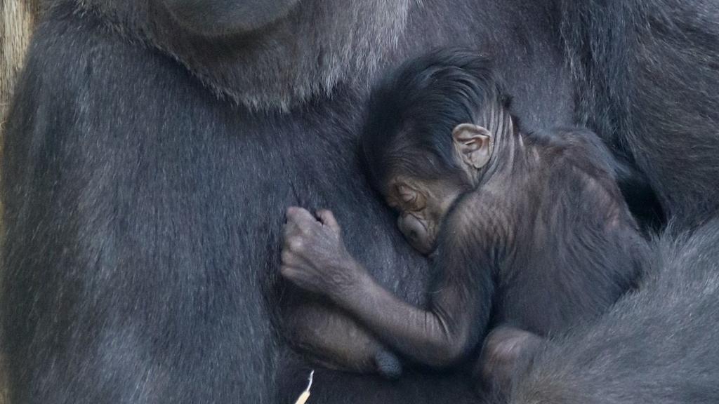 Gorilla-Nachwuchs im Zoo Berlin