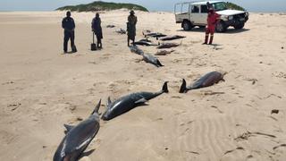 Tote Delfine in Mosambik
