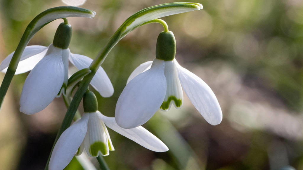 Niedersachsen, Hannover, 20.02.2021, Frühlingsgefühle bei 17 Grad und Sonnenschein, die ersten Bienen sind unterwegs, Wetter, Frühling, Blumen, Schneeglöckchen, Biene, *** Lower Saxony, Hannover, 20 02 2021, spring fever at 17 degrees and sunshine,