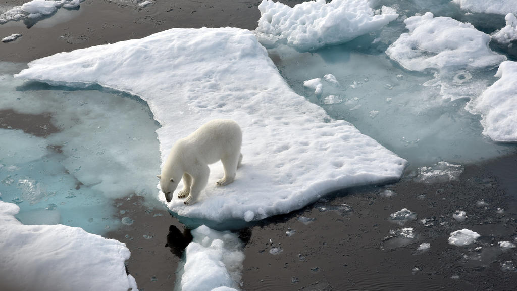 Durch die Eisschmelze in der Arktis verlieren Eisbären immer mehr an Lebensraum.