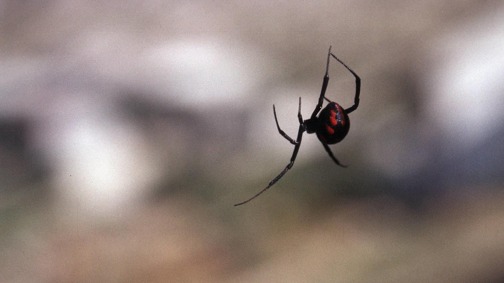 Schwarze Witwe