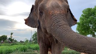 HANDOUT - 25.11.2020, Thailand, ---: Wattanyu Muanrat dokumentiert das Leben der Elefanten und Dorfbewohner.  (undatierte Aufnahme). Ein Großteil der Elefanten in Thailand werden zur Bespaßung der Touristen eingesetzt. Sie tragen schwere Ketten an den Füßen, werden geschlagen, erleiden furchtbare Qualen. Aber es gibt auch neue, tierfreundliche Ansätze. Muanrat zeigt fast täglich live auf seinem YouTube-Kanal das Leben der Dorfbewohner mit ihren Elefanten. Foto: Wattanyu Muanrat/dpa - ACHTUNG: Nur zur redaktionellen Verwendung im Zusammenhang mit der aktuellen Berichterstattung und nur mit vollständiger Nennung des vorstehenden Credits +++ dpa-Bildfunk +++