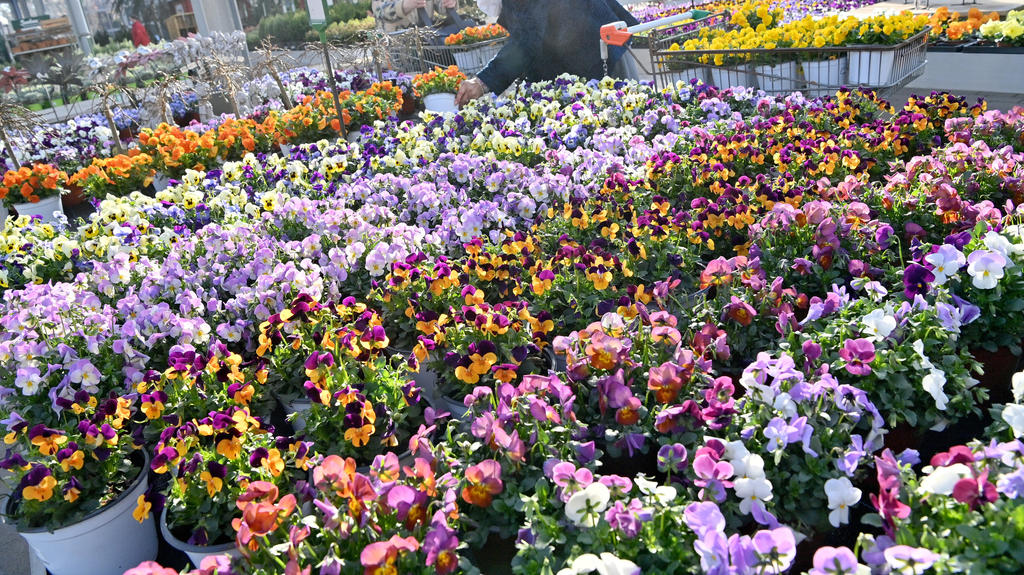 Kunden kaufen in einem Gartencenter ein. Im Rahmen der ersten Corona-Lockerungen dürfen zum Frühlingsstart Hobby-Gärtner in mehreren Bundesländern wieder in Bau- und Gartenmärkten stöbern. Foto: Peter Kneffel/dpa +++ dpa-