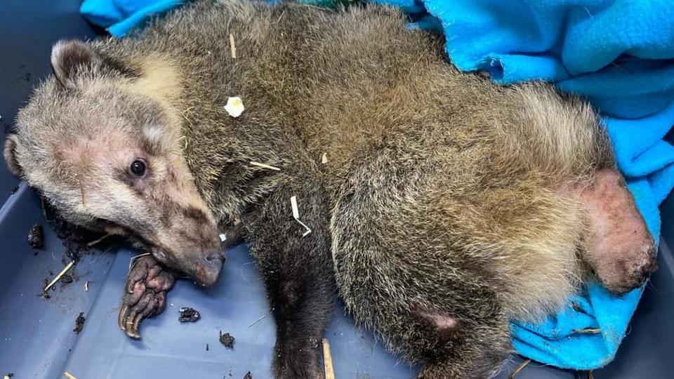 Der Nasenbär war orientierungslos, als die Retter ihn fanden.