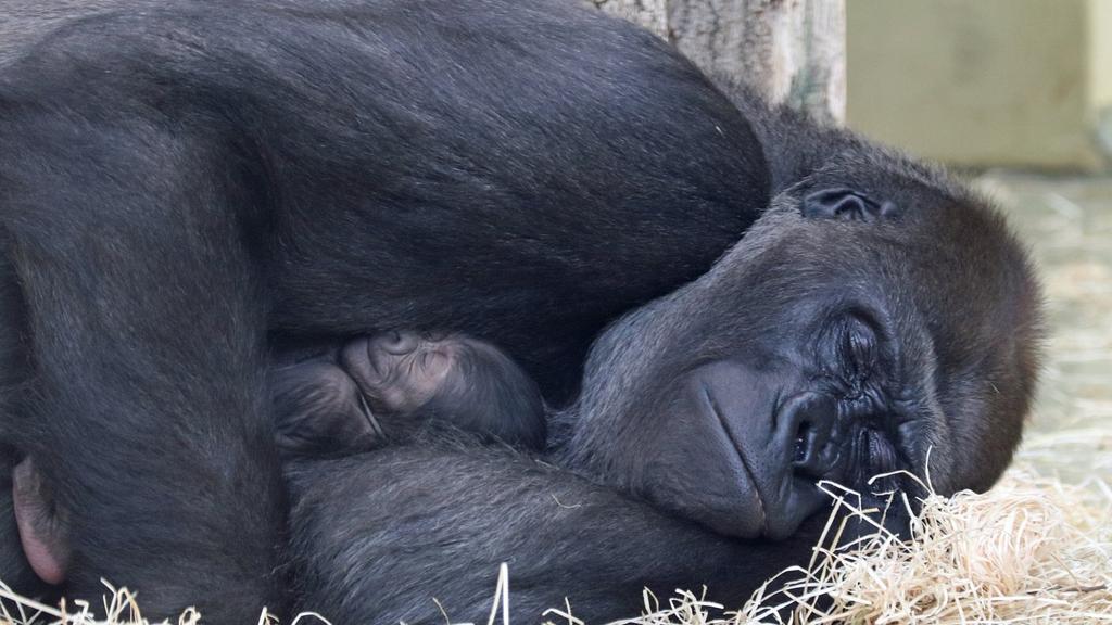 HANDOUT - 15.02.2021, Berlin: Gorilla-Mutter Bibi hält ihr in der Nacht vom 15. auf den 16. Februar im Zoo Berlin geborenes Jungtier im Arm. Foto: ---/Zoo Berlin/dpa - ACHTUNG: Nur zur redaktionellen Verwendung im Zusammenhang mit der aktuellen Beric