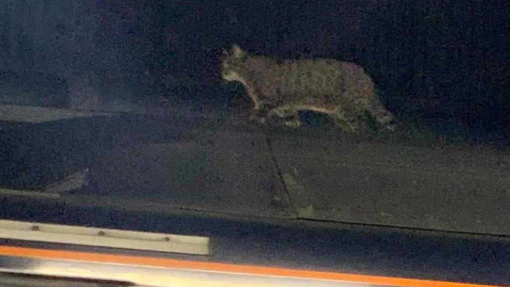 Katze hindert Zug an Fahrt von London nach Manchester