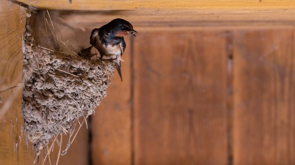 Der Vogel findet kaum noch Nistplätze