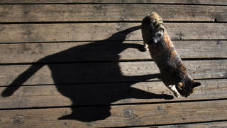 ARCHIV - Eine Katze wirft am 12.11.2013 auf der Terrasse der Beichelsteinalpe bei Seeg (Bayern) einen langen Schatten. Foto: Karl-Josef Hildenbrand/dpa (zu dpa «Götter, Helden, Millionäre - Katzen können alles» vom 02.08.2014) +++(c) dpa - Bildfunk+++