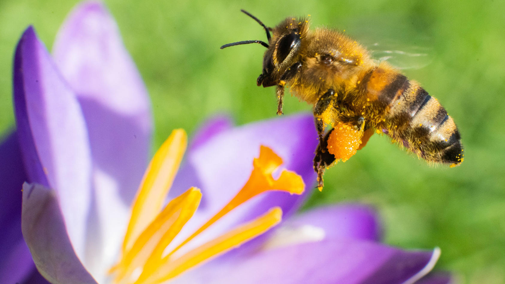 19.02.2021, Niedersachsen, Hannover: Eine Biene fliegt im Berggarten an den Herrenhäuser Gärten auf einen Krokus. Foto: Julian Stratenschulte/dpa +++ dpa-Bildfunk +++