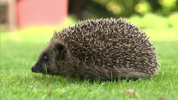 Warum Igel Rührei lieben und ob sie eine bessere Nase als Hunde haben