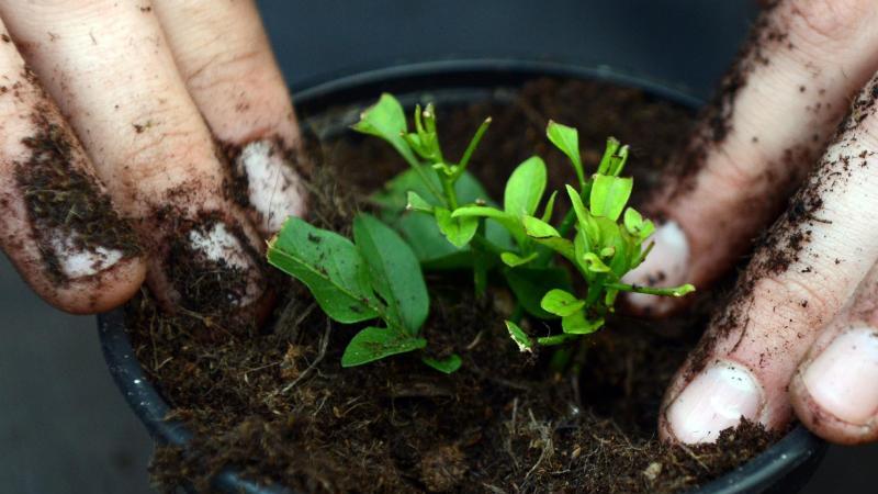 Etwas Fingerspitzengefühl kann beim Umtopfen von Jungpflanzen in frische Erde helfen. Foto: Caroline Seidel/dpa-tmn