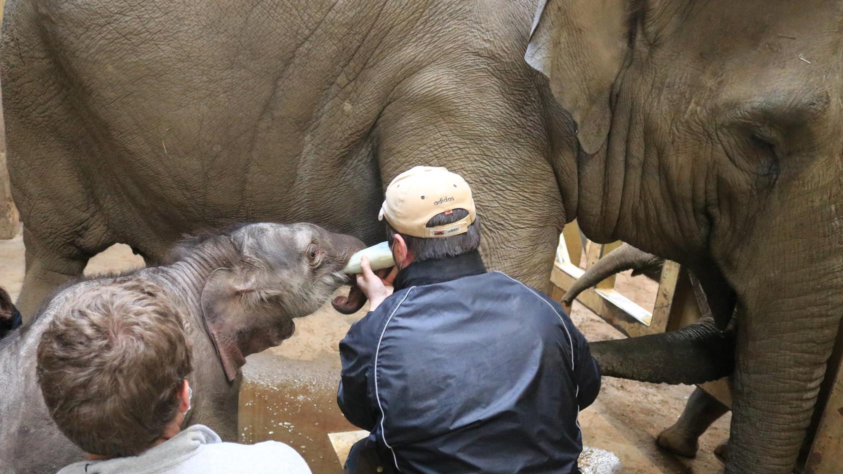 HANDOUT - 12.02.2021, Niedersachsen, Osnabrück: Der kleine Elefantenbulle trinkt nach der Geburt im Zoo Osnabrück zunächst aus einer Flasche. Das Jungtier, das noch keinen Namen hatte, wurde am 16.02.2021, nur wenige Tage nach seiner Geburt eingeschl