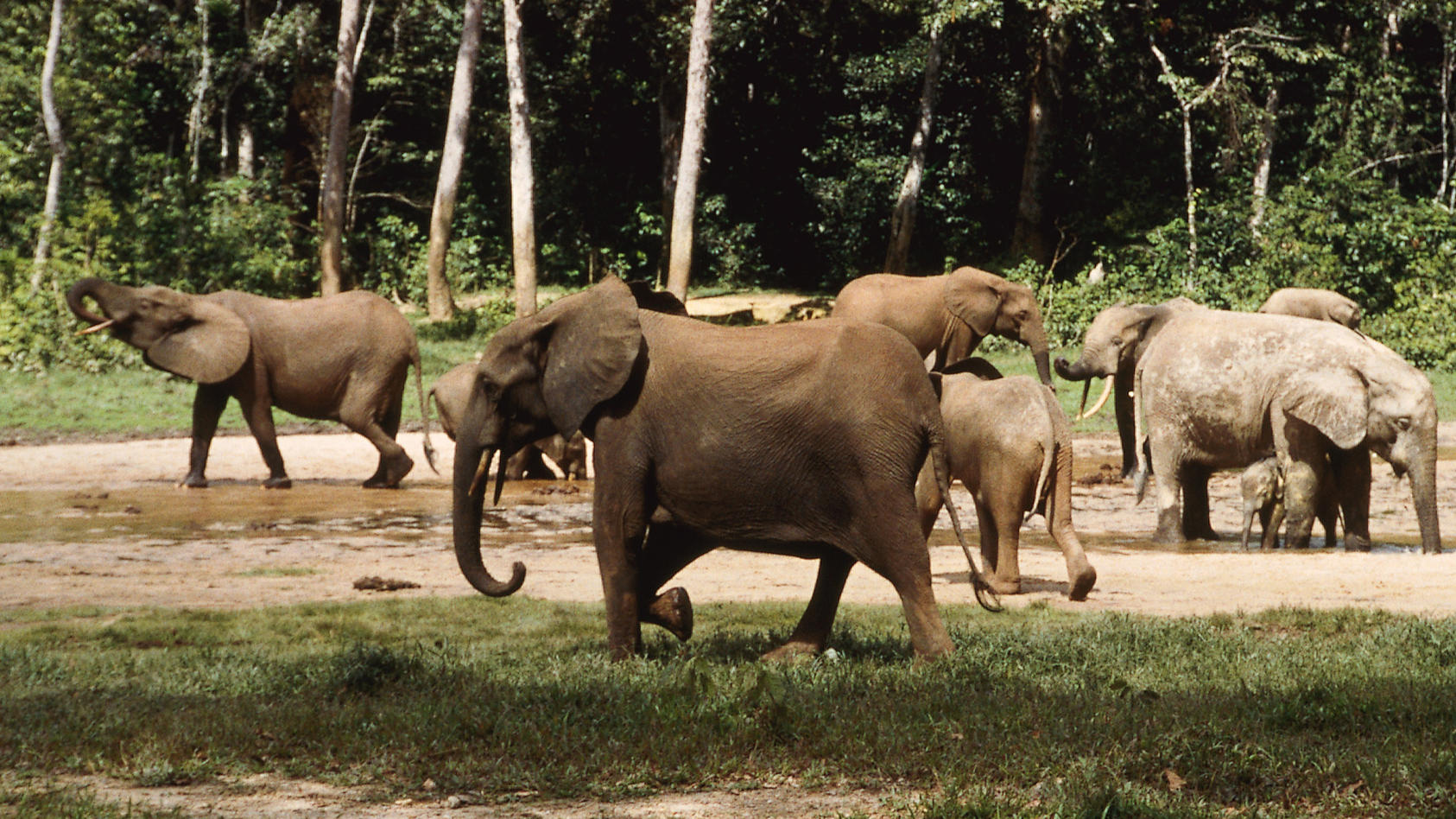 Der Afrikanische Waldelefant steht jetzt auf der Roten Liste der vom Aussterben bedrohten Arten.