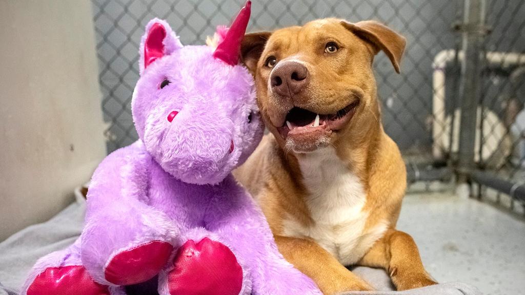 Sisu und sein lila Einhorn im Tierheim.