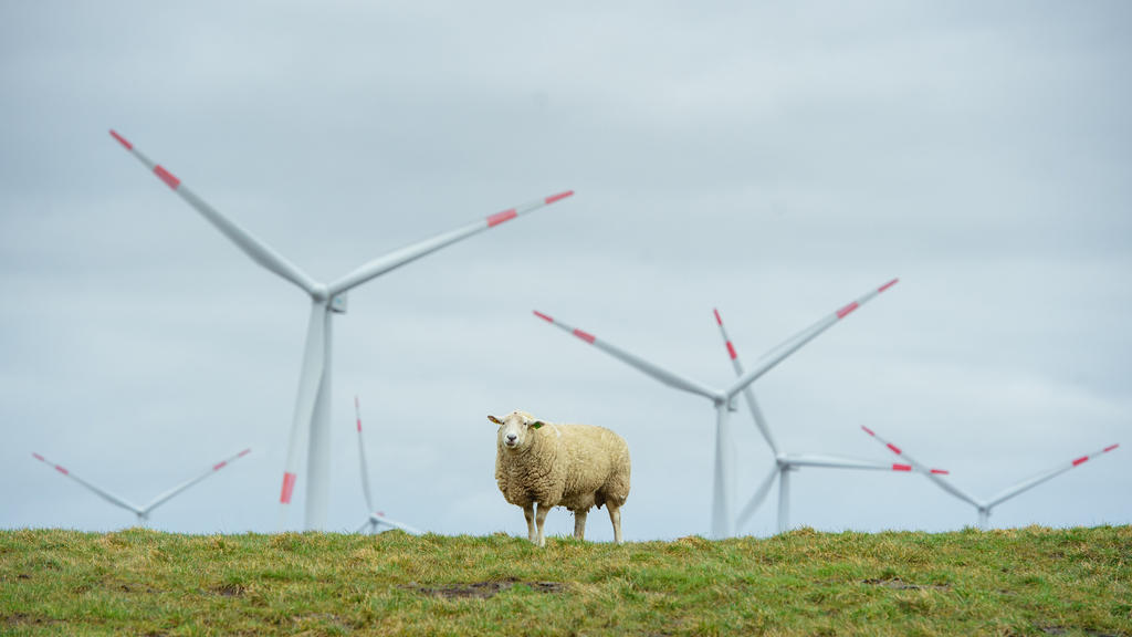 15.03.2021, Schleswig-Holstein, Dagebüll: Ein Schaf steht auf einem Deich an der Nordseeküste bei Dagebüll. Im Hintergrund sind Rotoren von Windrädern zu sehen. Foto: Gregor Fischer/dpa +++ dpa-Bildfunk +++