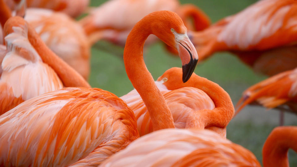 Unbekannte klauten am Wochenende ein Flamingo-Weibchen aus dem Tierpark Hamm.