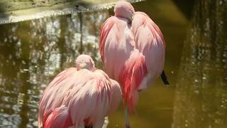 Von ehemals fünf sind noch vier Flamingos im Tierpark Hamm übrig.